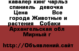  кавалер кинг чарльз спаниель -девочка › Цена ­ 45 000 - Все города Животные и растения » Собаки   . Архангельская обл.,Мирный г.